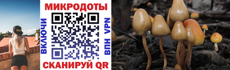 Галлюциногенные грибы Psilocybe  мега вход  Красный Холм  где найти наркотики 